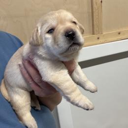 Boy 3 - Yellow male Labrador Retriever puppy in Strafford, New Hampshire from Alley Rock Labradors, LLC