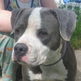 Bella - American Bully