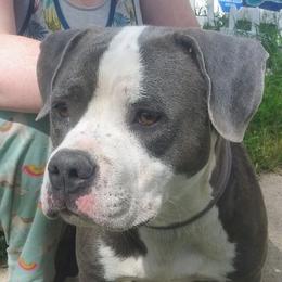 Bella - American Bully