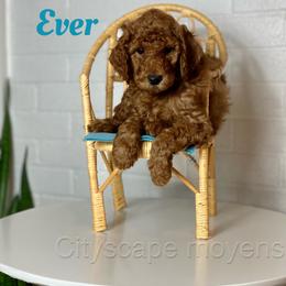 Poodle Puppies from Cityscape Moyen Poodles