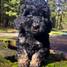 Stormy - Phantom female Poodle puppy in Clarkston, Washington from Doodle & Poodle Palace