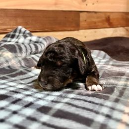 Aussiedoodle Puppies from Scruffypups
