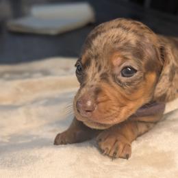 Hera - Dapple female Dachshund puppy in Waddell, Arizona from The Bearded Companions