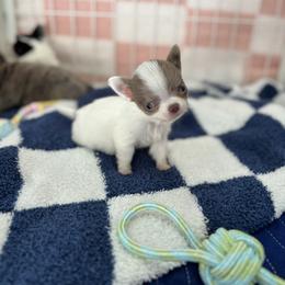 Chihuahua Puppies from Cloud9 Chihuahuas