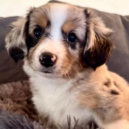 Goose (AKC and ASDR) - Blue merle male Miniature American Shepherd puppy in Stockton, Missouri from Kizmit Farmz