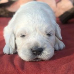 Girl 2 - Light golden female Golden Retriever puppy in Walnut Grove, Missouri from Forever Your Puppies