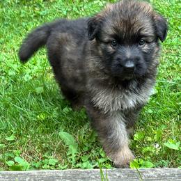 Sable boy 1 - Sable male German Shepherd puppy in Lordstown, Ohio from Jewels German Shepherd