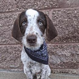 Boy 1 - Liver and white male German Wirehaired Pointer puppy in Potosi, Wisconsin from Point and Flush Gun Dogs