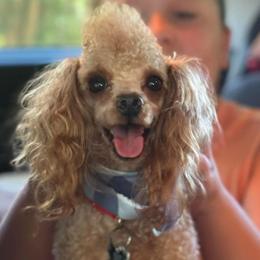 Sir Ralph - Poodle
