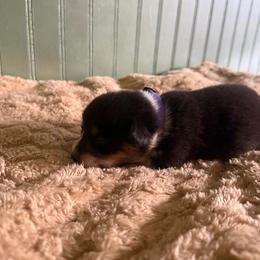 Purple Collar - Black and tan female Pembroke Welsh Corgi puppy in Derby, Iowa from Newton Hay & Cattle