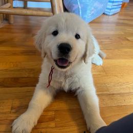 Mr. Maroon - Light golden male Golden Retriever puppy in Monroe, Tennessee from Dale Hollow Goldens