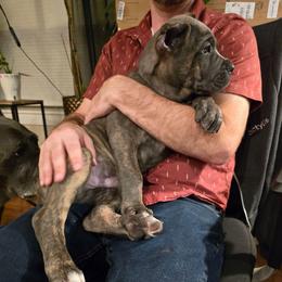 Light blue collar - Gray female Cane Corso puppy in Springfield, Oregon from PNW Cane Corsos