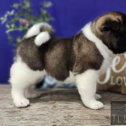 Sprout - Black male Akita puppy in Chillicothe, Missouri from TLC Akitas