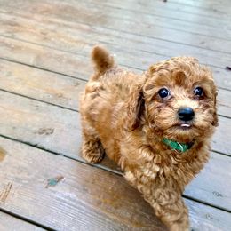 Poodles from Lidiya Poodles