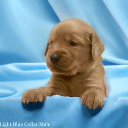 Golden Retriever Puppies from Studley Hill Goldens, LLC.