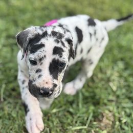 Harl G - Harlequin female Great Dane puppy in Missouri from Daniels Danes