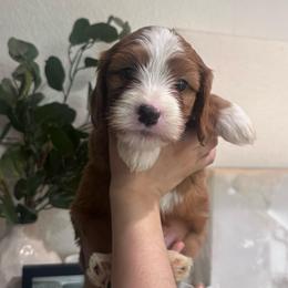 Tux - Red male Cavapoo puppy in Sacramento County, California from Sac-Town Poodles and Doodles