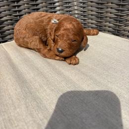 Gray - Red  male Poodle puppy in Pasco, Washington from Dayton Farms