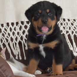 Boy 7 - male Rottweiler puppy in Catawissa, Pennsylvania from Sharp Ridge Rottweilers