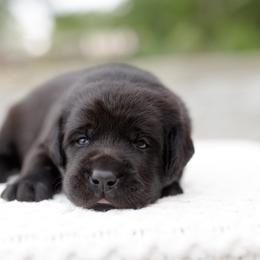 Boomer - Black male Labrador Retriever puppy in Allons, Tennessee from UC Labradors LLC
