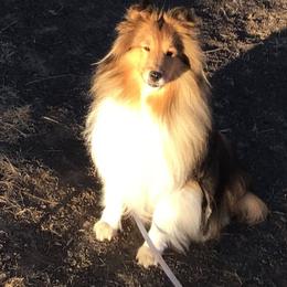 Shetland Sheepdog puppies from Splendor Shelties