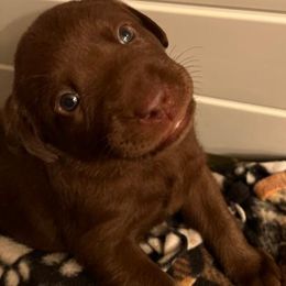 Labrador Retriever Puppies from Be Brave