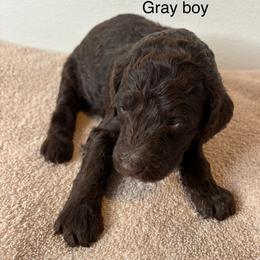 Gray Collar Boy - Brown male Poodle puppy in Colorado Springs, Colorado from Pikes Peak Doodles