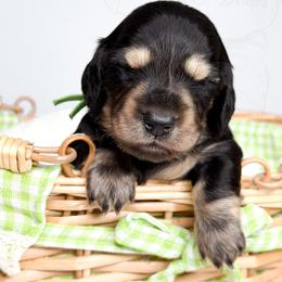 Atlas - Black and cream male Dachshund puppy in Redding, California from Jean & Mae Doxies