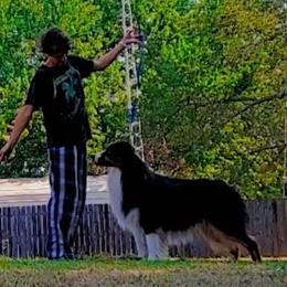 Phoenyx - Black tri-color male Australian Shepherd puppy in Muncie, Indiana from Gemfire Australian Shepherds