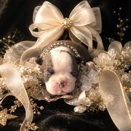 Classic Domino Brindle Boy - Black brindle and white male Boston Terrier puppy in San Antonio, Texas from JT Bostons