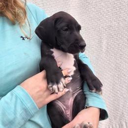 Lucky - Black female Great Dane puppy in Arpin, Wisconsin from Arpin Great Danes