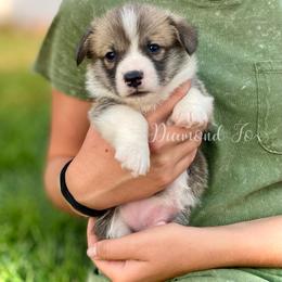 Apollo - Red male Pembroke Welsh Corgi puppy in Weston, Idaho from Diamond Fox Corgis