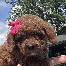 Lilly - Red  female Poodle puppy in Mint Hill, North Carolina from DoodleForever