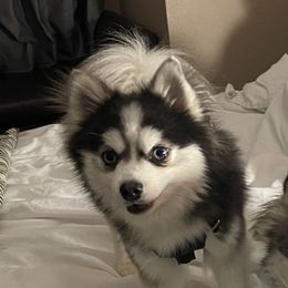 Buster - Pomsky