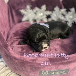 Peppermint Patty - female Golden Mountain Doodle puppy in Rockville, Minnesota from Bracha Poodles & Doodles