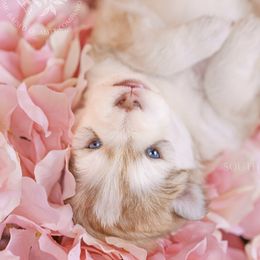 Pomsky Puppies from Southpaw Pomskies