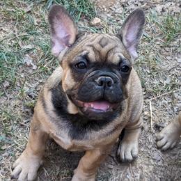 Bear - Tricolors French Bulldog puppy in Salem, Virginia from Alpine Kennel