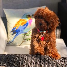 Poodle Puppies from Premier Poodle