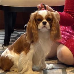 Cavalier King Charles Spaniels from Sharp's Cavaliers