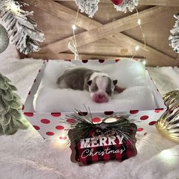 Boston Terrier Puppies from Designers Boston Terriers