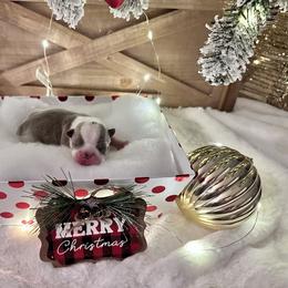 Boston Terrier Puppies from Designers Boston Terriers