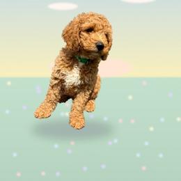 Prince Humperdink - Apricot male Goldendoodle puppy in Dawsonville, Georgia from As You Wish Doodles