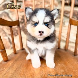 Cleo - Wolf sable female Pomsky puppy in Campton Hills, Illinois from Urban Miracle’s