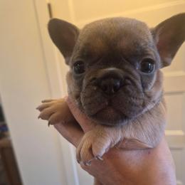Craig - Blue fawn male French Bulldog puppy in Salina, Kansas from Peace Love frenchies