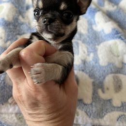 Disco Dancer - Black and tan Chihuahua puppy in Buffalo Grove, Illinois from Piccoli Amici Chihuahuas
