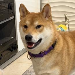 Shiba Inu All Grown Up from Hana Shibas