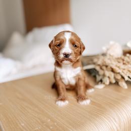 Jade - Red  female Goldendoodle puppy in Syracuse, Indiana from The Doodle Cove