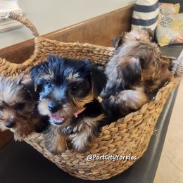 Yorkshire Terrier Puppies from Port City Yorkies LLC