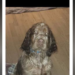 Mason - English Springer Spaniel