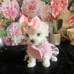 Assorted Doodle Crosses, Maltese, and Poodle Puppies from House of Poodles